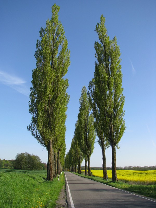 Nordwestmecklenburg NWM; Allee von Gressow nach Bobitz zur Rapsbltenzeit [06.05.2008]