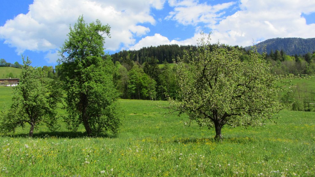 Obstgarten bei Brixlegg im Inntal am 4.5.2012.