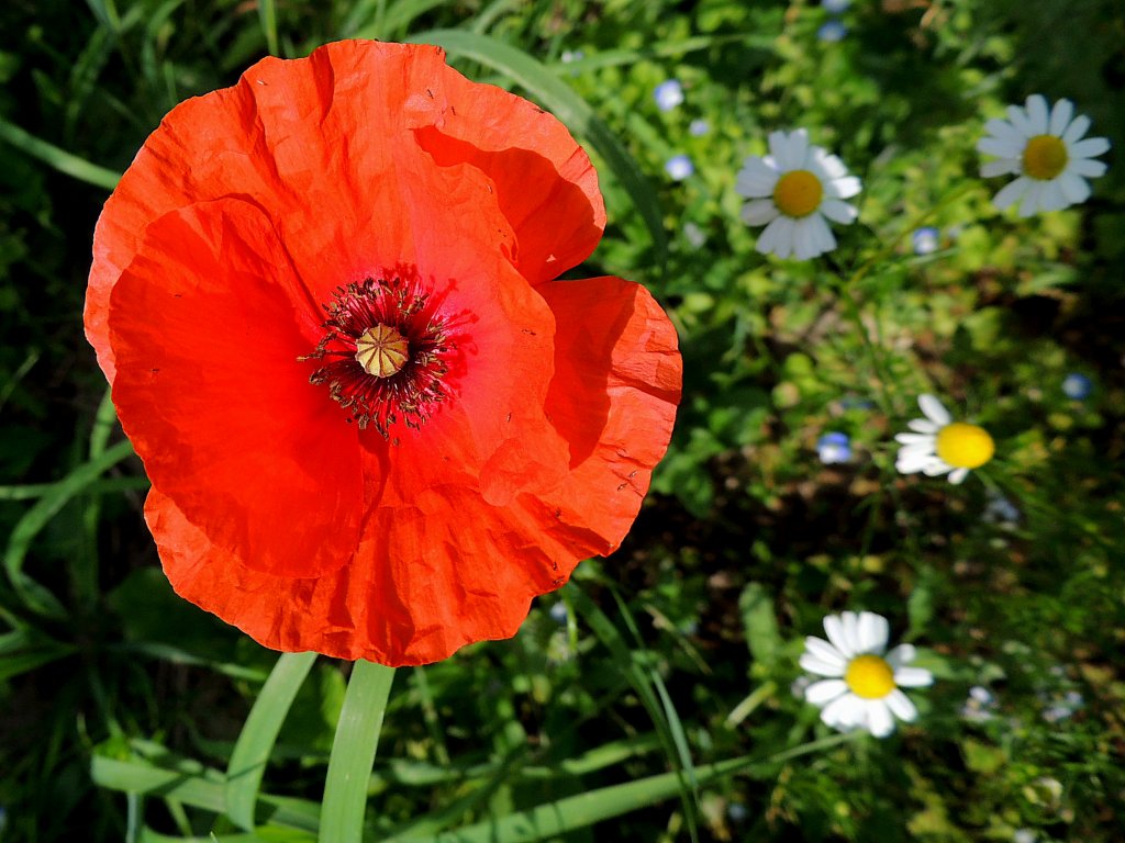 Offene rote Klatschmohnblte dominiert in der blhenden Landschaft; 120701