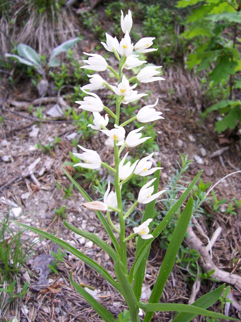 Orchidee, langblttriges Waldvgelein (Cephalanthera c.f. longifolia) am Bahnwanderweg der Ltschberg Sdrampe, kurz vor der Station Hohtenn (22.05.2009)