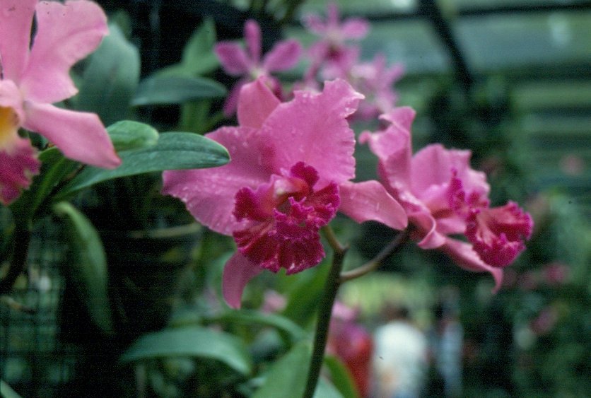 Orchidee in einer Orchideenfarm in Singapur im Oktober 2001