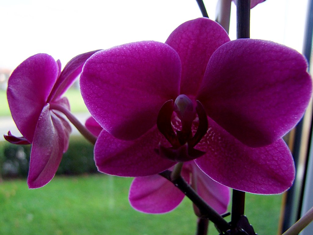 Orchideenblte;111106