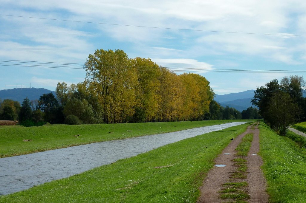 Pappeln im Herbstkleid an der Dreisam, der Schwarzwald im Hintergrund, Okt.2012