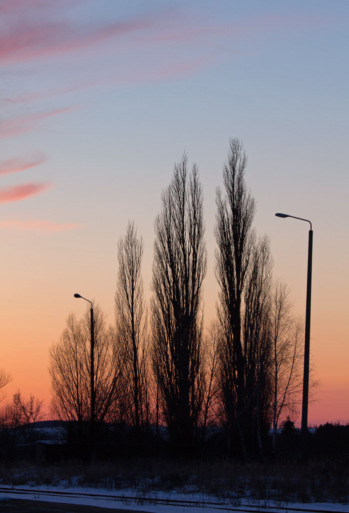 Pappeln mit ausgedienter und schief stehender Gleisbeleuchtung im Abendlicht. - 12.03.2013