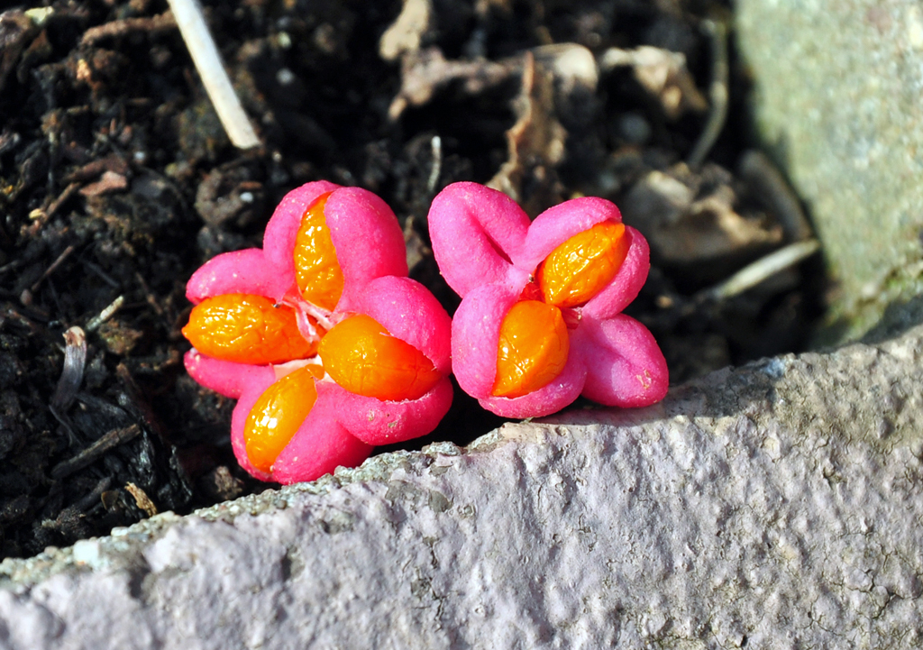 Pfaffenhtchen im heimischen Garten bei Euskirchen - 11.10.2012