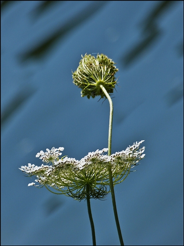 Pflanzen am Wasser. 10.08.2012 (Jeanny)