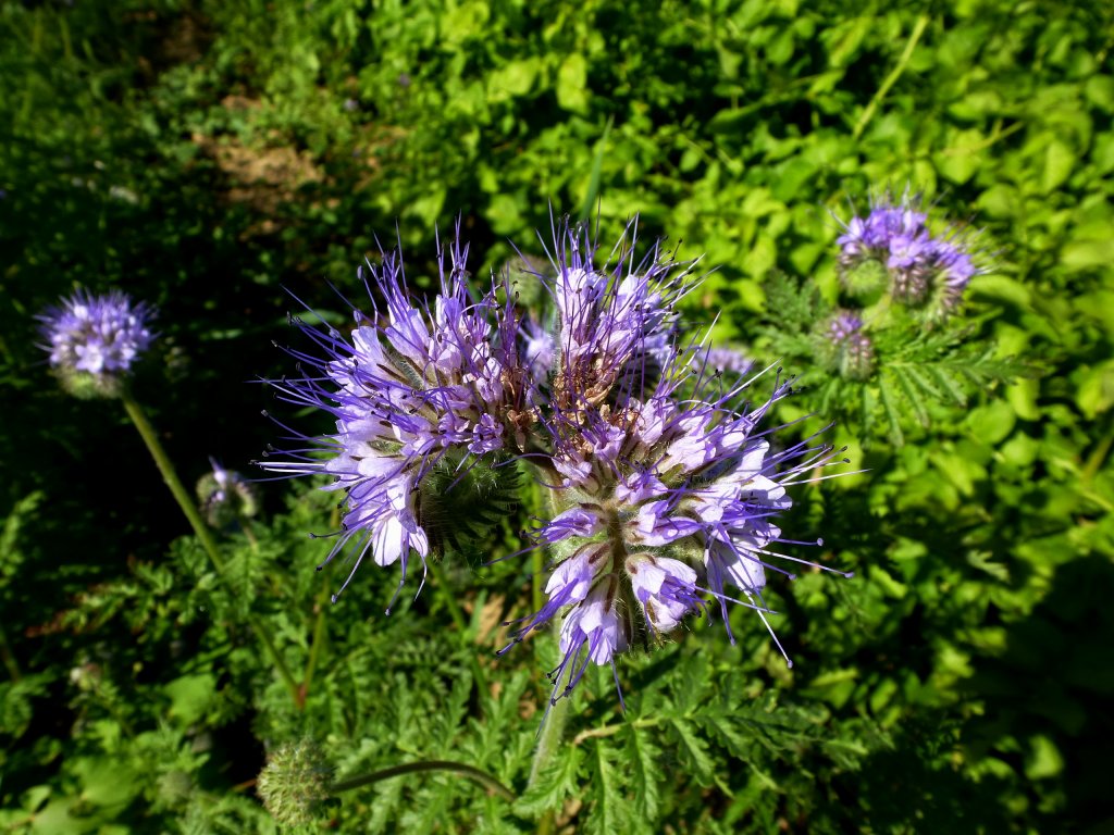 Phacelia auch Bienenflei, Bienenweide genannt, wird bei uns als Grndnger, Futter-und Imkerpflanze angebaut, Juni 2013