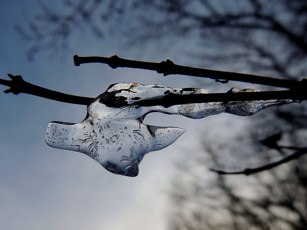 phantasievolle Eisskulptur hat sich auf einem Zweig gebildet; 130206