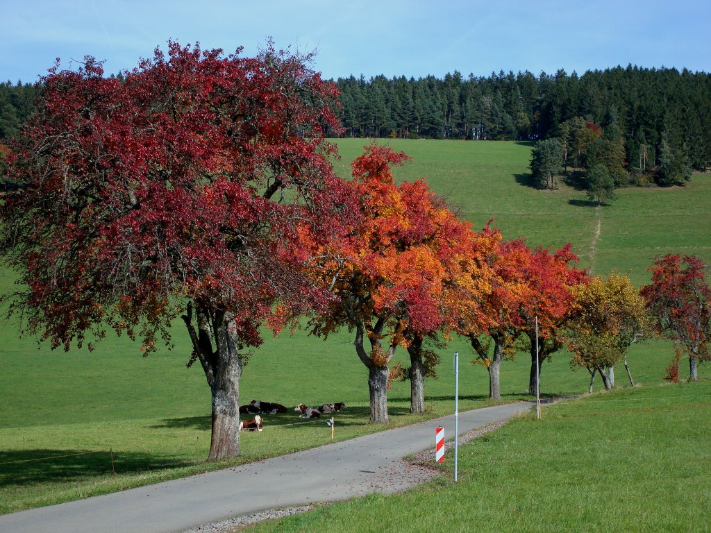 Prächtig gefärbte alte Birnbäume bei St.Peter im Schwarzwald, Okt.2008