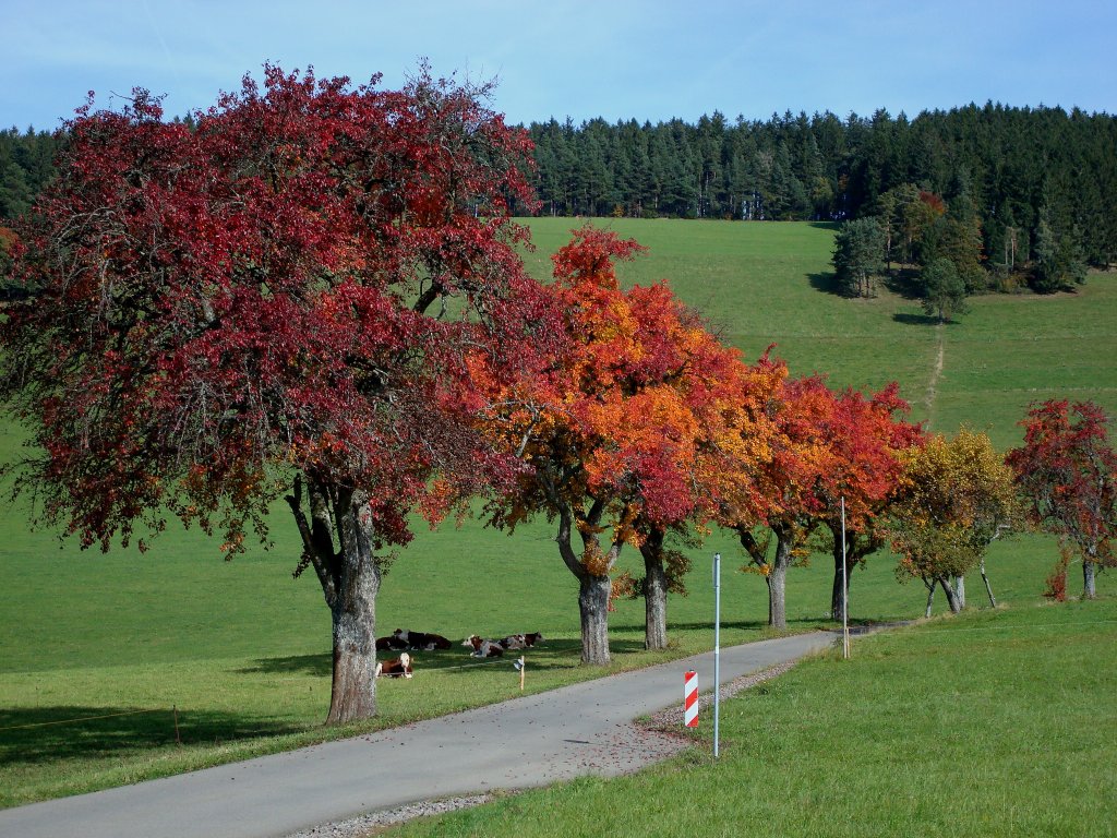 Prchtig gefrbte alte Birnbume bei St.Peter im Schwarzwald, Okt.2008