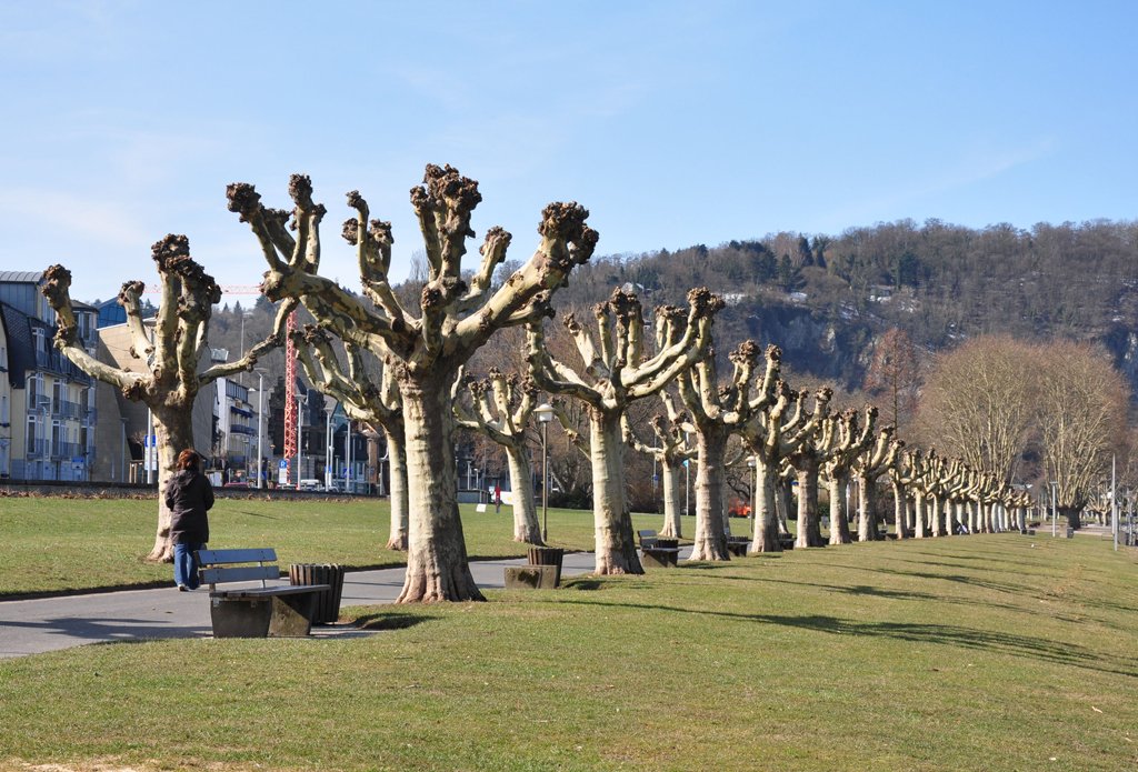 Radikalschnitt einer Allee am Rheinufer in Andernach - 10.03.2010