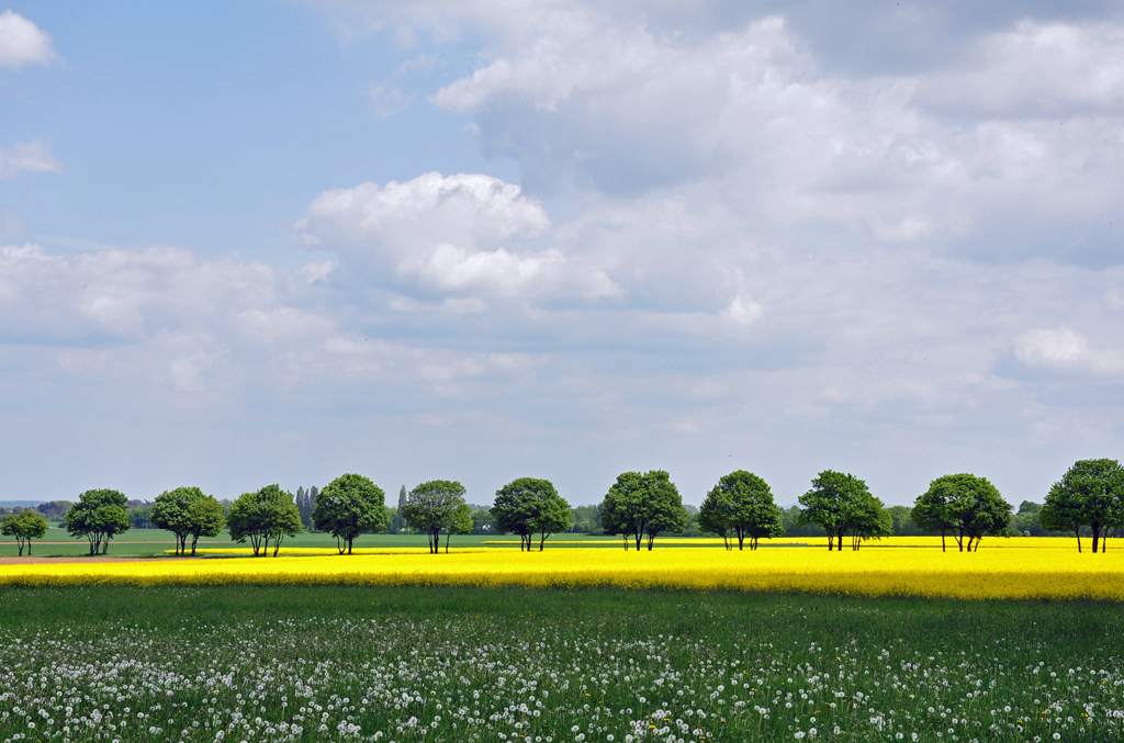 Raps mit Allee und Wiese in Euskirchen-Fla am 16.05.2010