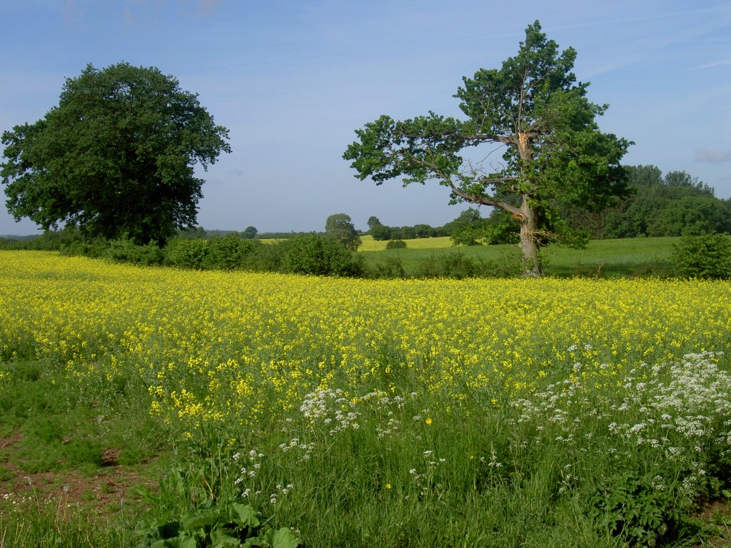 Rapsfeld bei Bosau, Landkreis Ostholstein (23.05.2011)