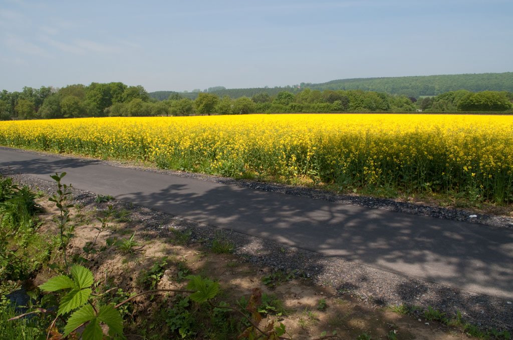 Rapsfeld, bei Wickede im Kreis Soest