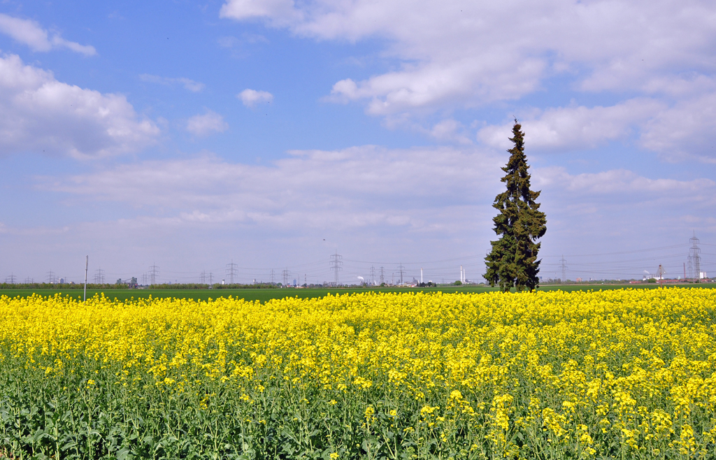 Rapsfeld und einsamer Baum bei Walberberg (Klner Bucht) - 15.04.2011