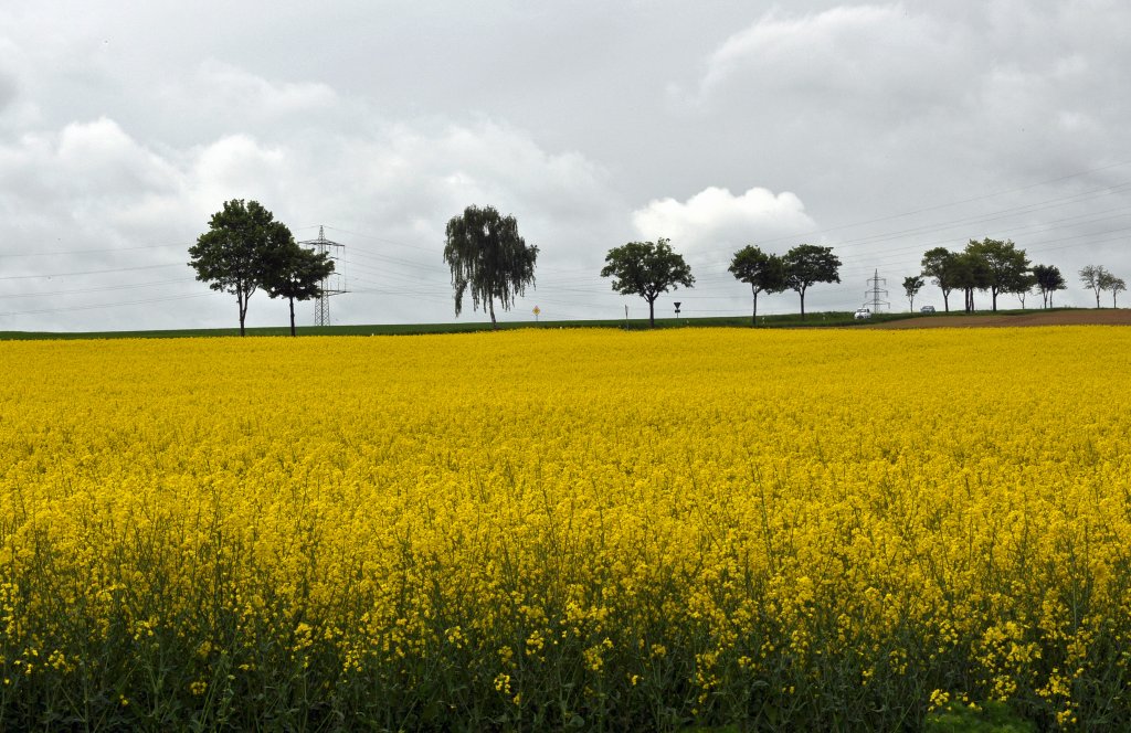 Rapsfeld hinter Baumreihe in der Voreifel - 15.05.2013