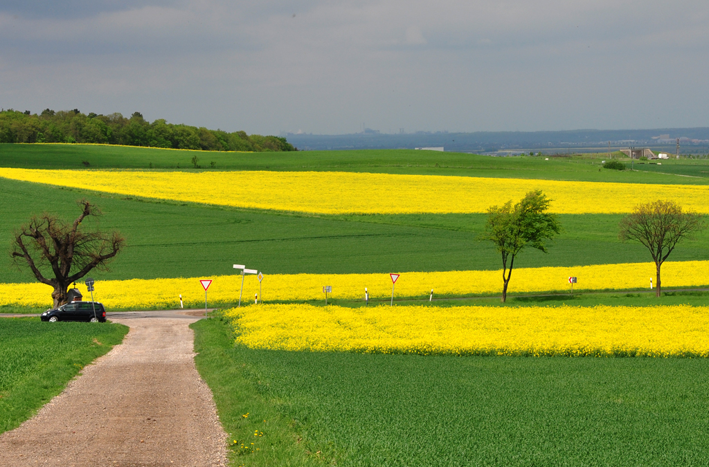 Rapsfelder in der Voreifel bei Eu-Kirchheim - 03.05.2012