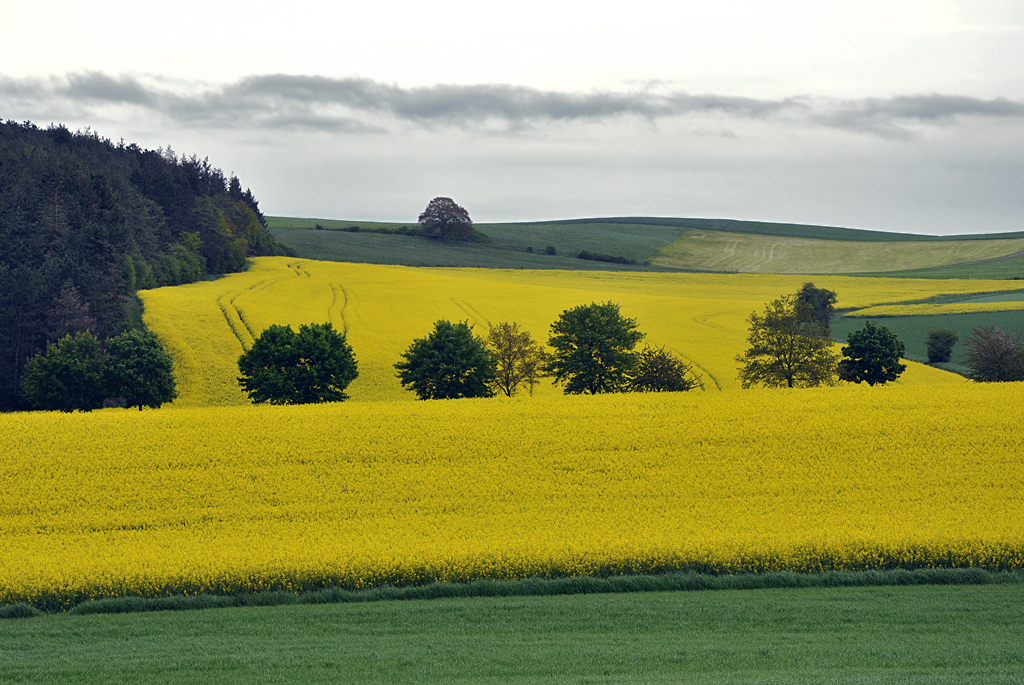  Rapsodie in Gelb  bei Bad Mnstereifel - 15.05.2013