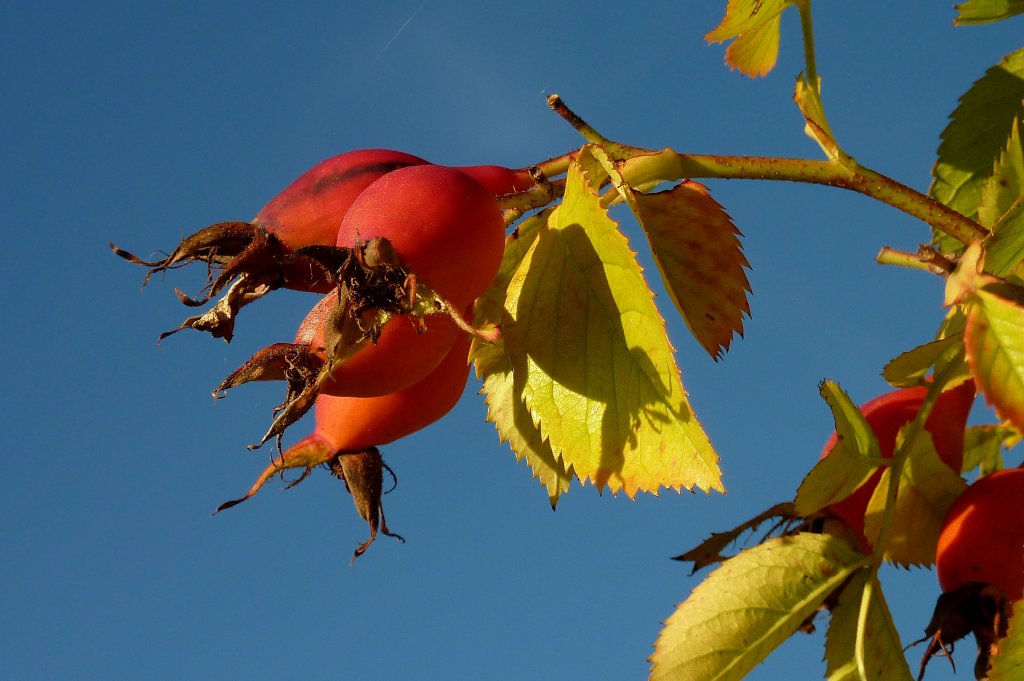 reife Hagebutten knden den Herbst an, Sept.2011