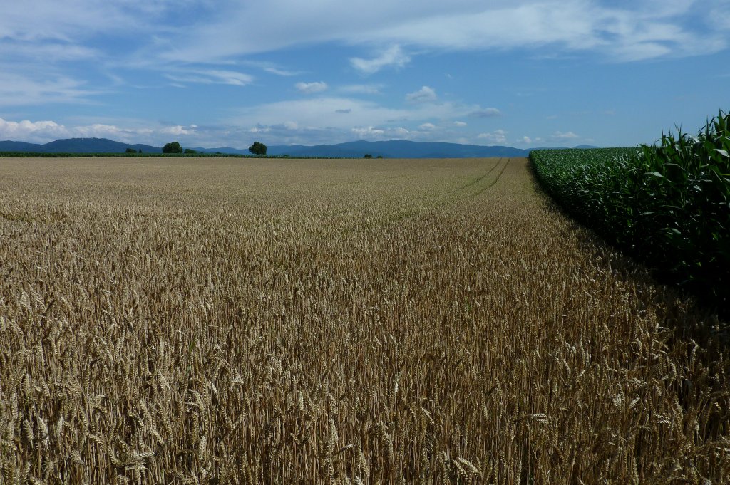 reifes Korn im Juni, am Marchhgel in der Rheinebene, der Schwarzwald im Hintergrund, Juni 2011