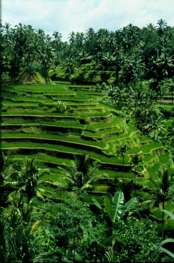 Reis Terrassen auf der Insel Bali im November 1988