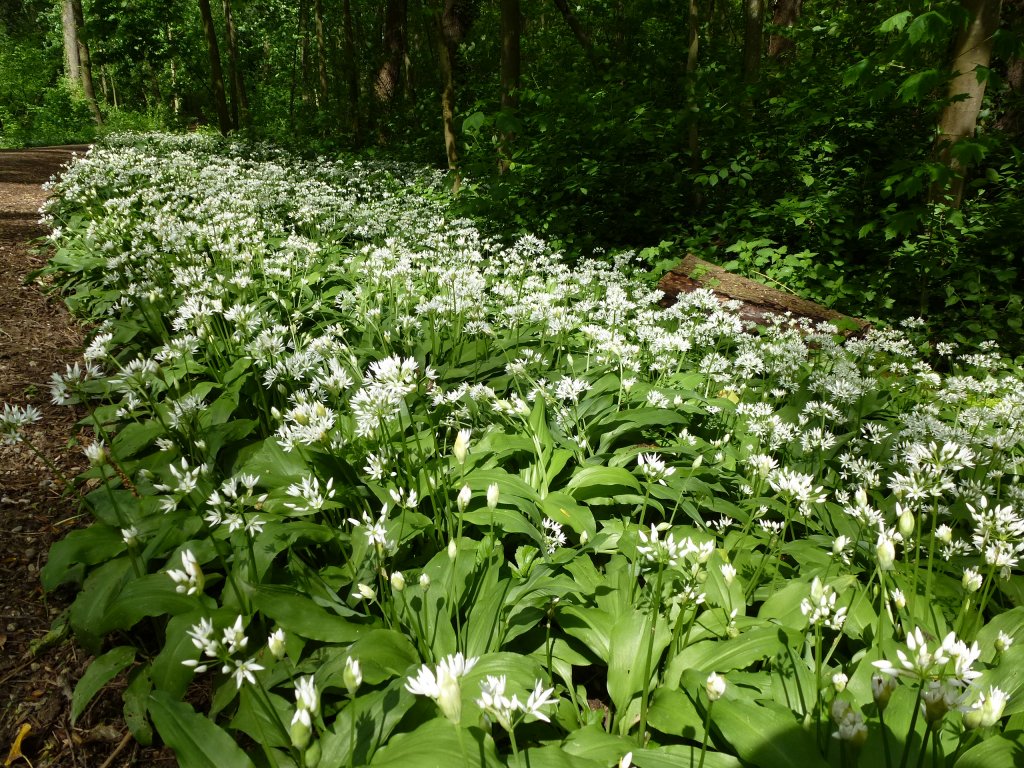 Rheinebene, der Brlauch gedeiht prchtig in den Auenwldern und ist ein geschtztes Wildgemse, verwandt mit Zwiebel und Knoblauch, Mai 2013