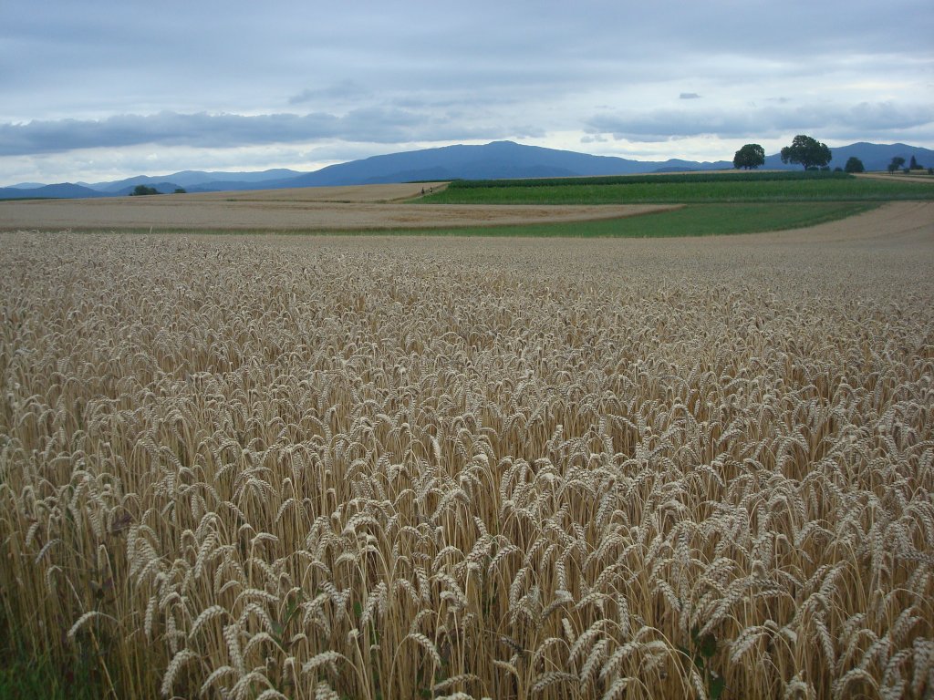 Rheinebene, Blick bers reife Korn zum Schwarzwald, Juli 2010