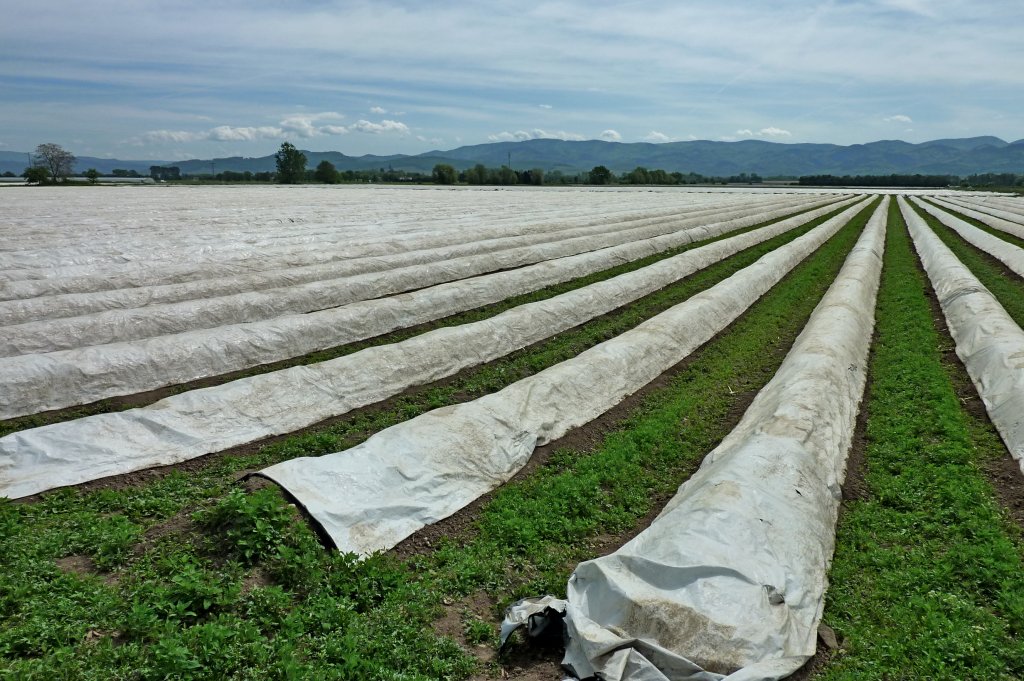 Rheinebene im Breisgau, mit Folie abgedeckte Spargelfelder, Mai 2012