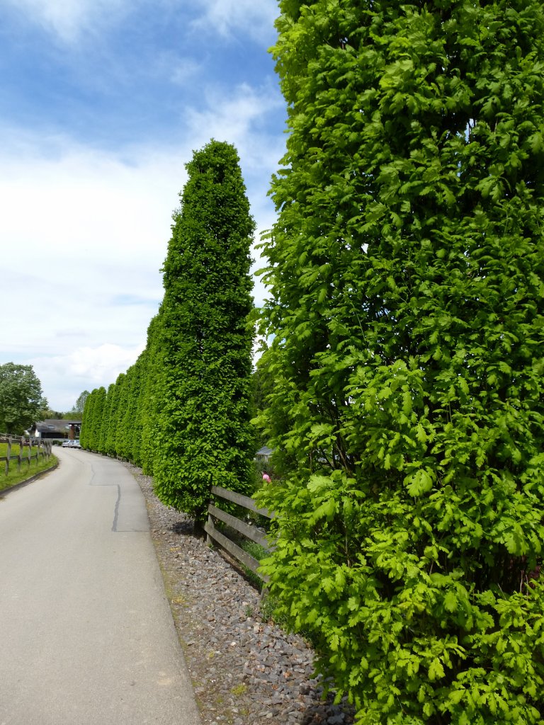 Rheinebene, Suleneichen in frischem Grn, Mai 2013