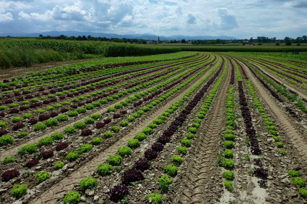 Rheinebene, Salatfelder mit Lollo rosso und Lollo bionda am Marchhgel, Juli 2011