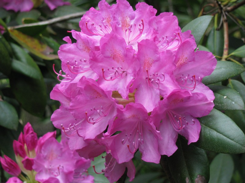 Rhododendren, gesehen in Hamburg Moorredder [19.05.2011]