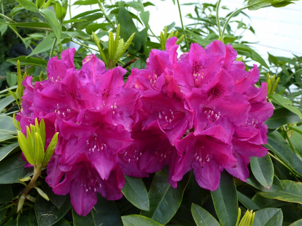 Rhododendron, beliebter Zierstrauch in unseren Grten und Parkanlagen, Mai 2013