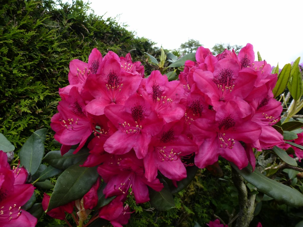 Rhododendron, es gibt weltweit über 1000 Arten, Mai 2013