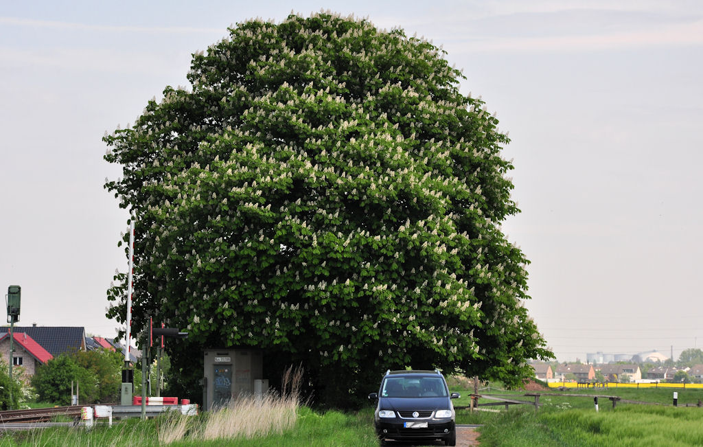 Riesiger blhender Kastanienbaum bei Eu-Euenheim - 20.05.2010