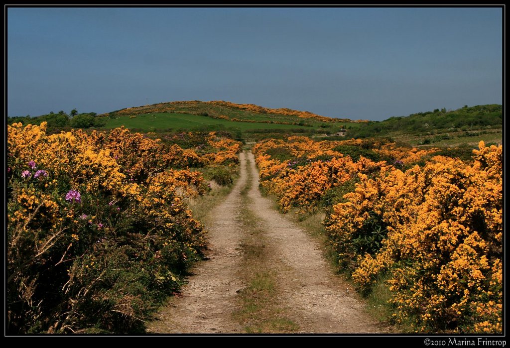 Ros Na Finna - Stechginster und Rhododendron soweit das Auge reicht bei Claggan im County Mayo, Irland