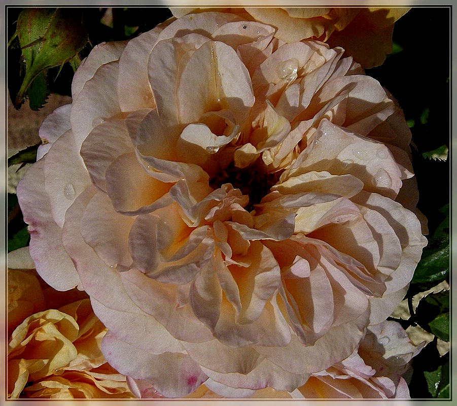 Rose nach dem Regenschauer. 14.06.2011 (Jeanny)