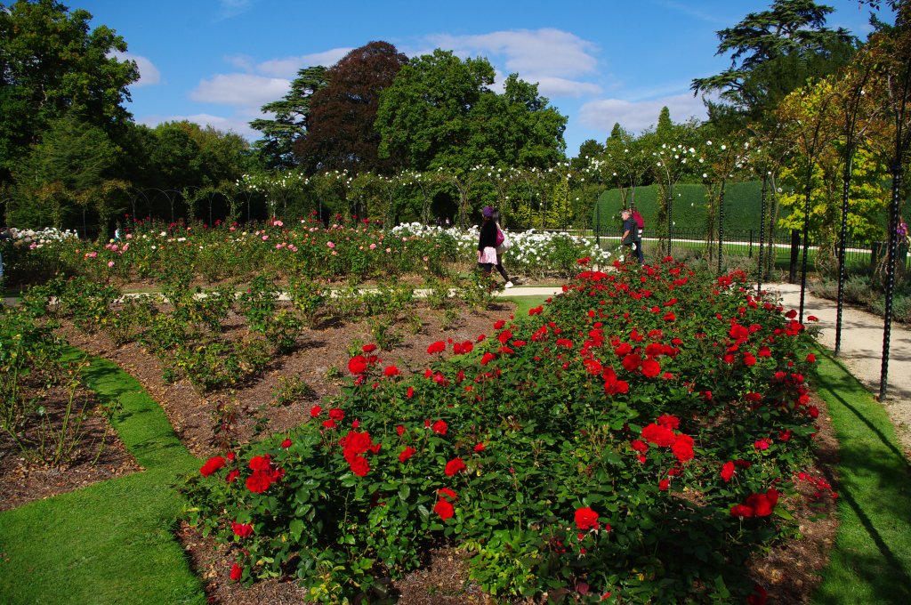 Rosengarten in Schlopark des Blenheim Palace (26.09.2009)