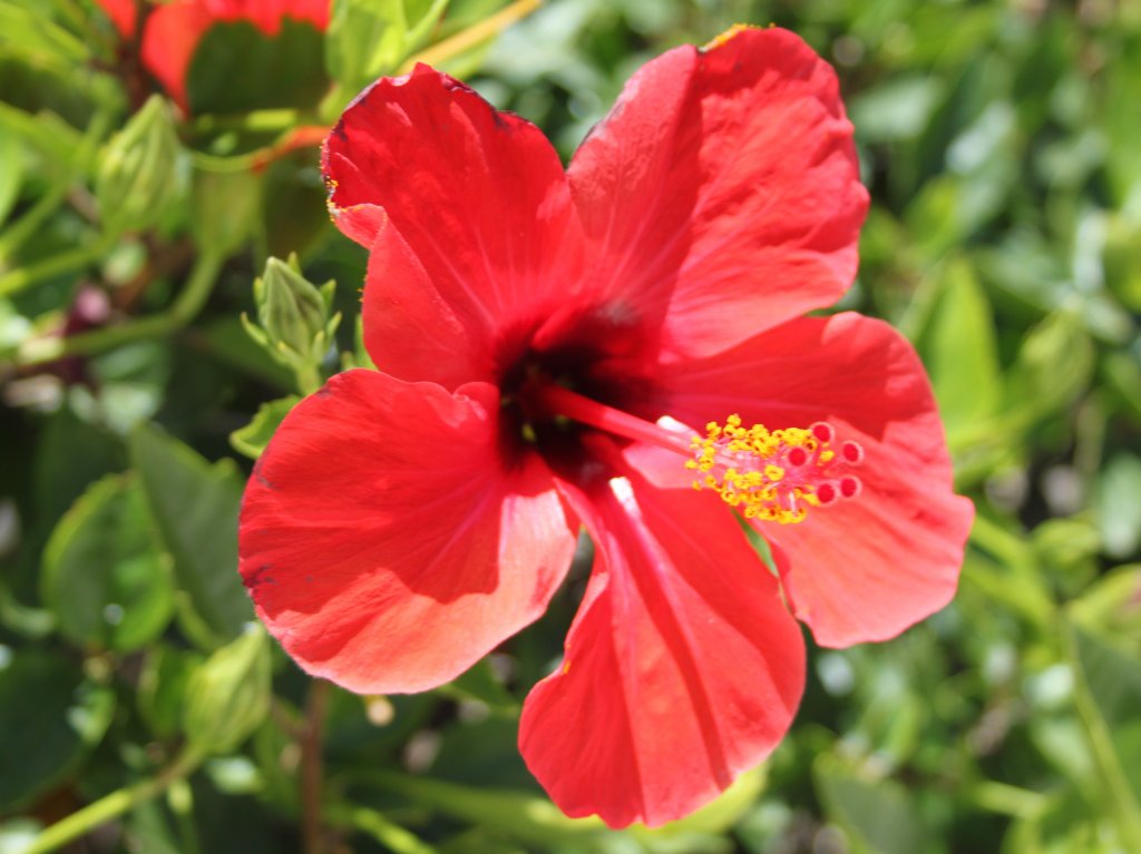 Rote Hibiskusblte, gesehen am 27.06.2011 in Kiotari auf Rhodos (GR)