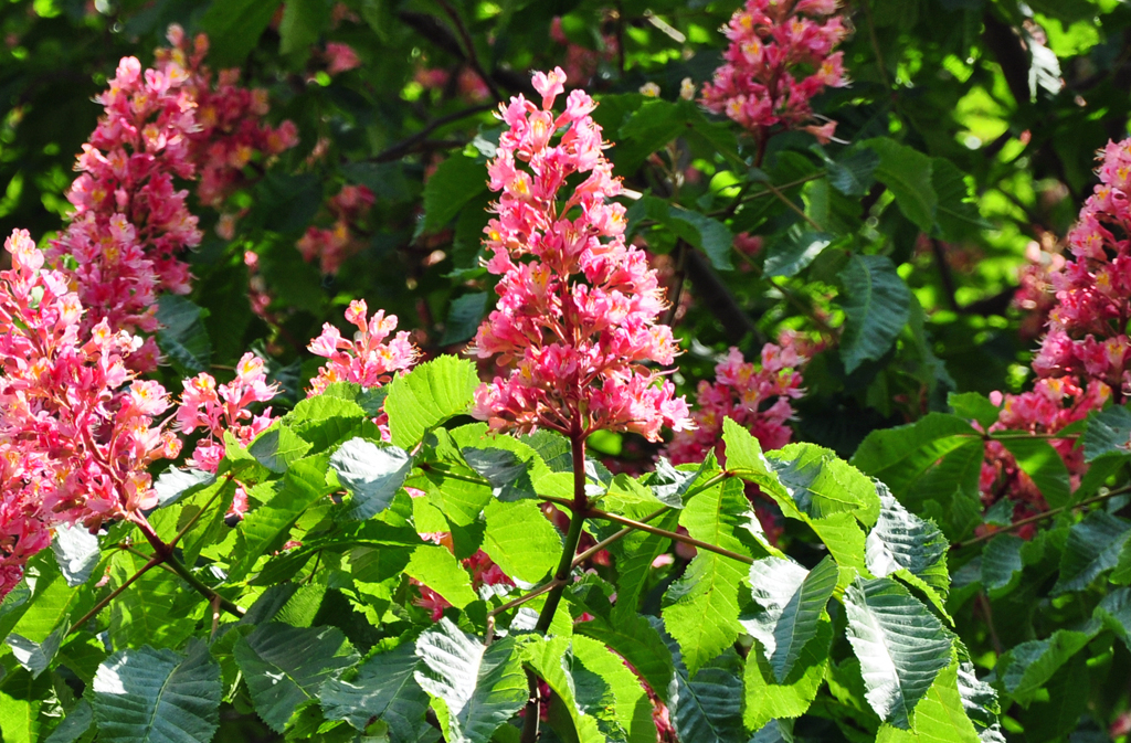 Rote Kastanienbaumblten - Euskirchen 01.05.2011