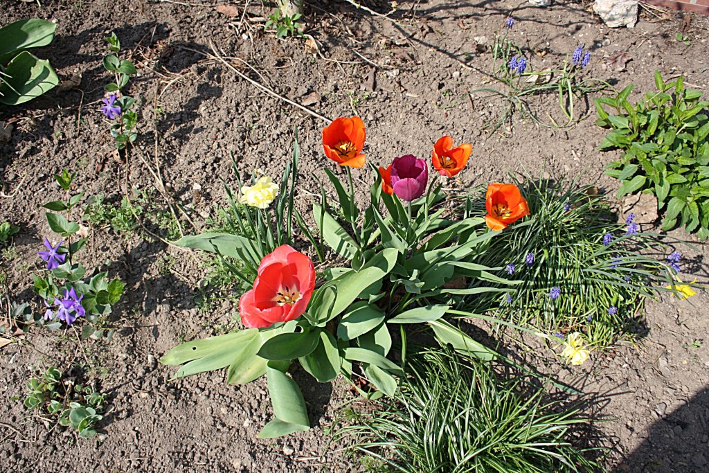 Rote Tulpen in Frhling, fotogrfiert am 20.04.2011 in Lehrte.