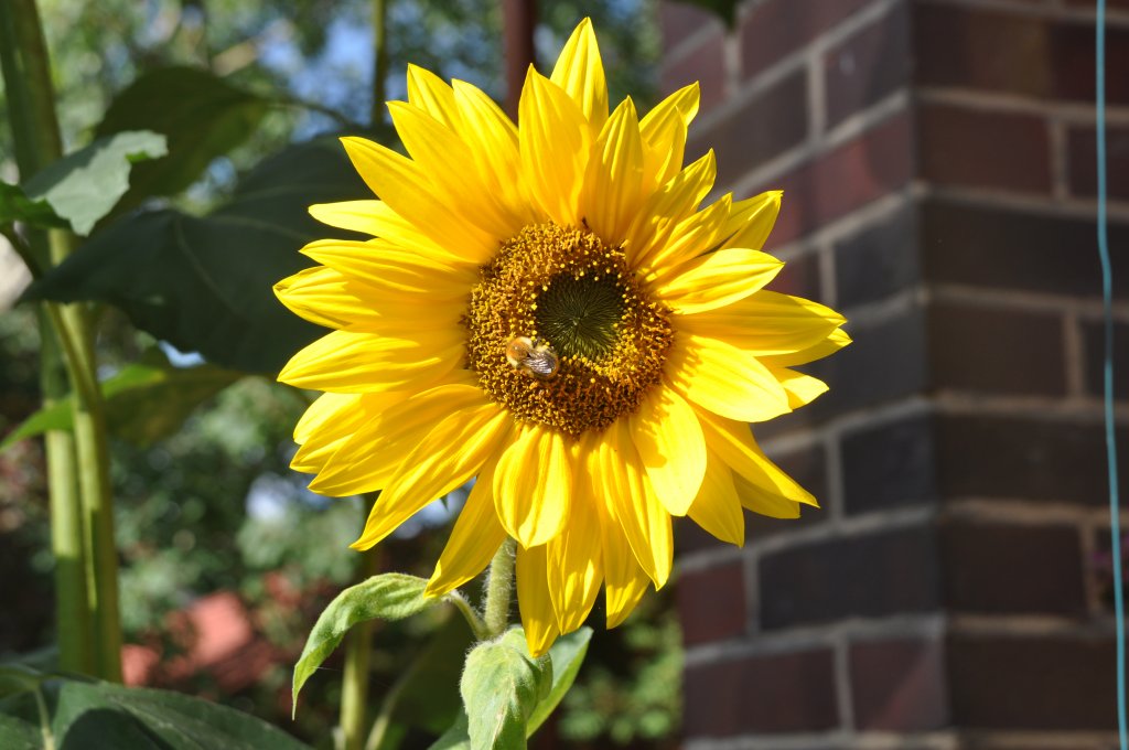 RÜDERSDORF bei Berlin (Landkreis Märkisch-Oderland), 22.09.2010, Sonnenblume auf einem Grundstück beim Kalkgraben