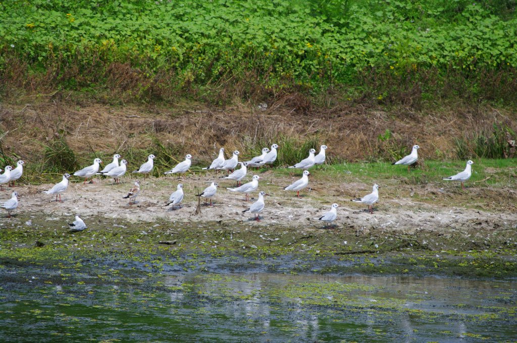 Rumnien, Donaudelta bei Tulcea (06.08.2009)