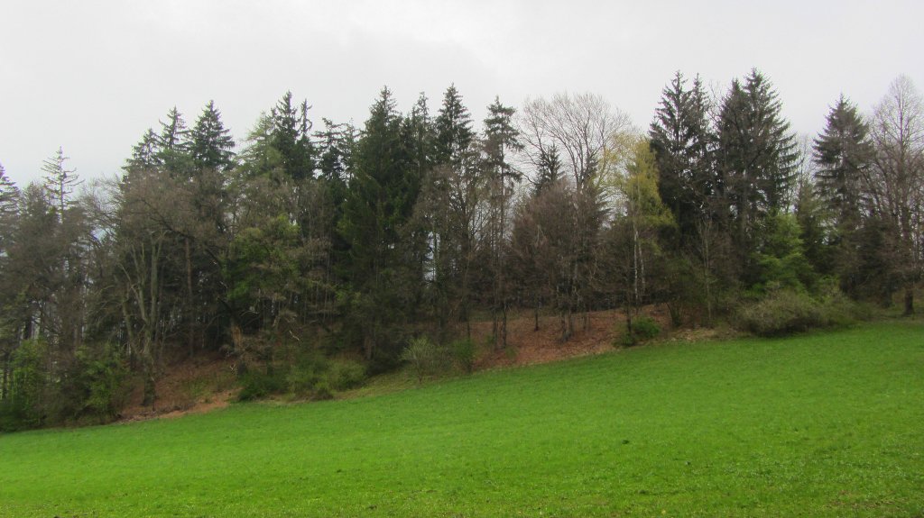Saftiges Frhlingsfeld bei Brixlegg.(15.4.2012)