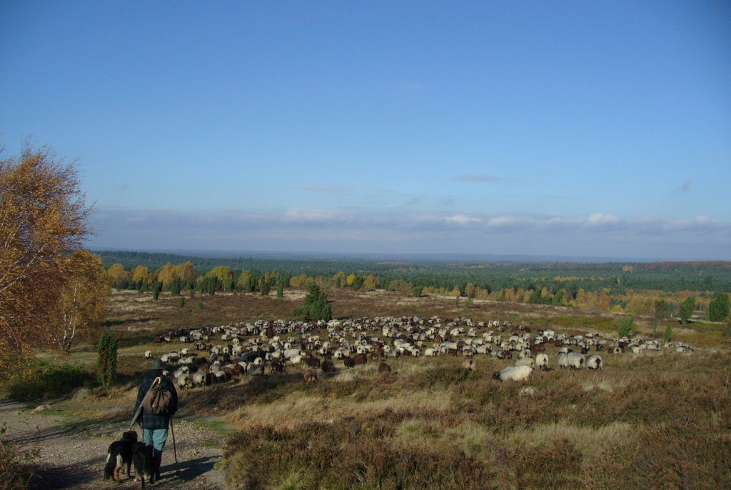 Schfer mit2 Hunden und vielen Heidschnucken in der Lneburger Heide im jahr 2009