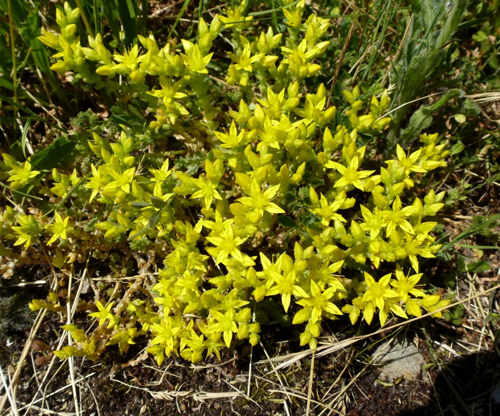 Scharfer Mauerpfeffer, liebt Trockenrasenflchen wie hier auf dem Rheindamm, Juni 2013  