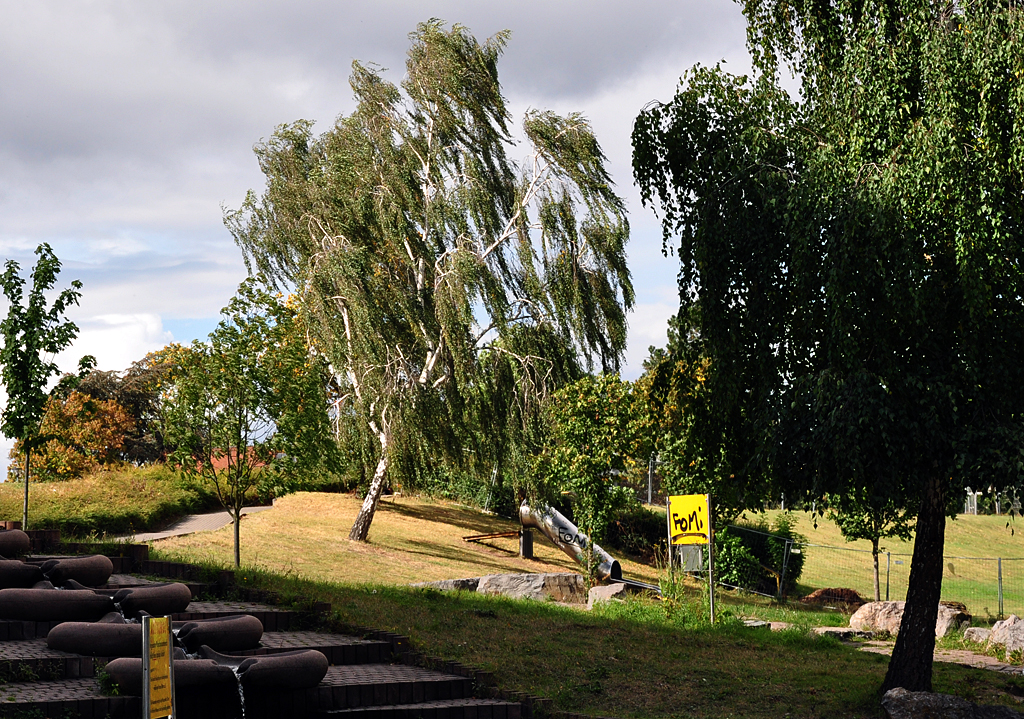 Schief wachsende Birke in der Erftaue Euskirchen - 27.09.2012