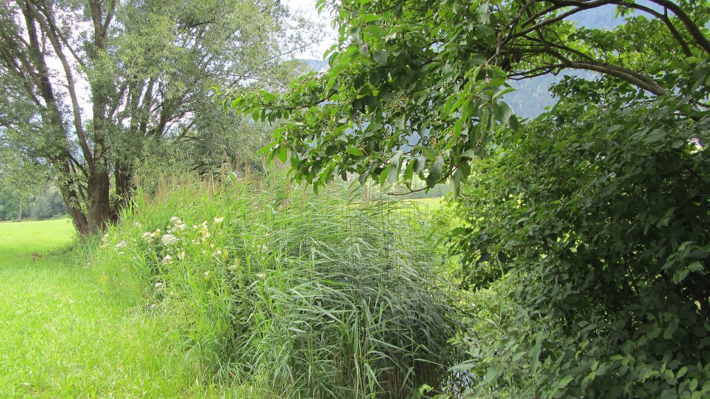 Schilfaue bei Schlitters im Zillertal am 17.7.2012.