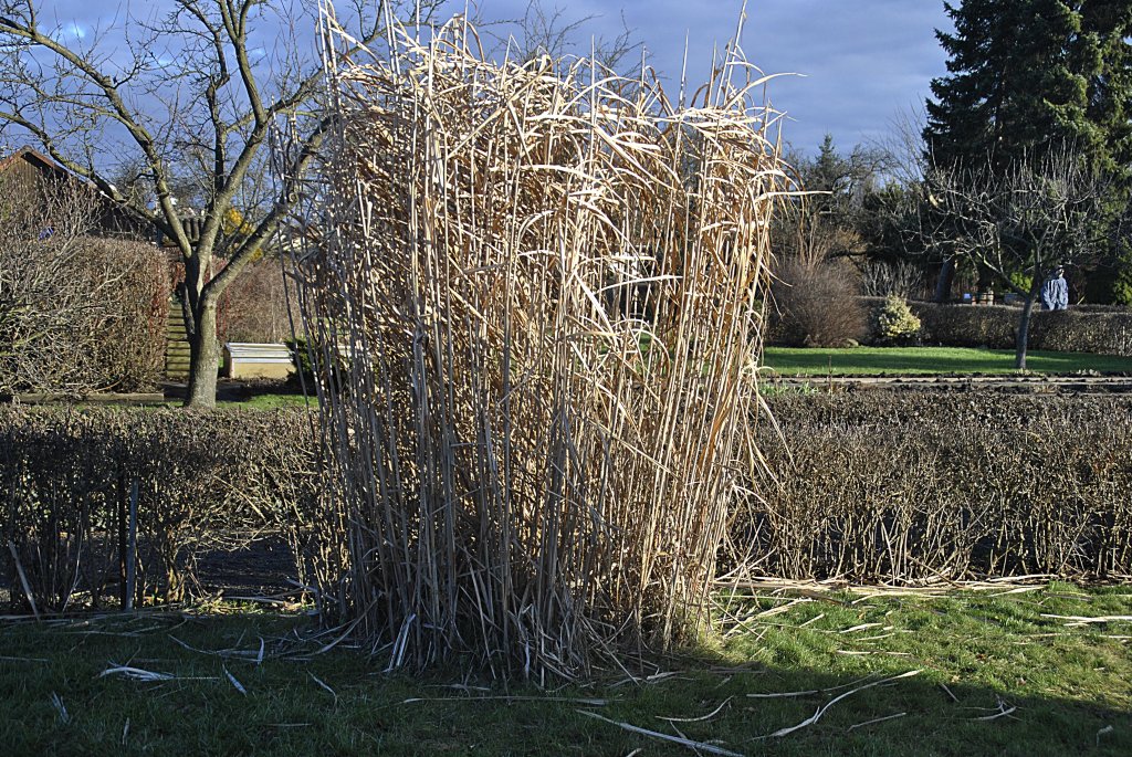 Schliff in einer Gartenalage in Lehrte. Foto vom 16.01.2011.