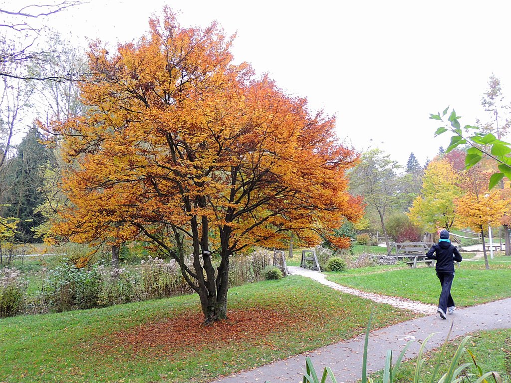 Schlitzblttrige-Buche(Fagus sylvatica Asplenifolia) bringt mit dem goldbraunen Laub ein bichen farbliche Abwechslung in den Herbstalltag; 121026