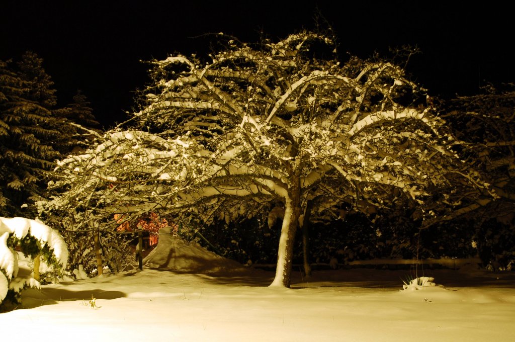 Schneebedeckter Apfelbaum, fotografiert am 02.01.2010 in der Dbener Heide.
